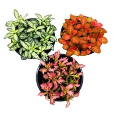 Fittonia Nerve Plant Assortment, 4 inch Set of 3, Red White and Pink, Mosaic Jew