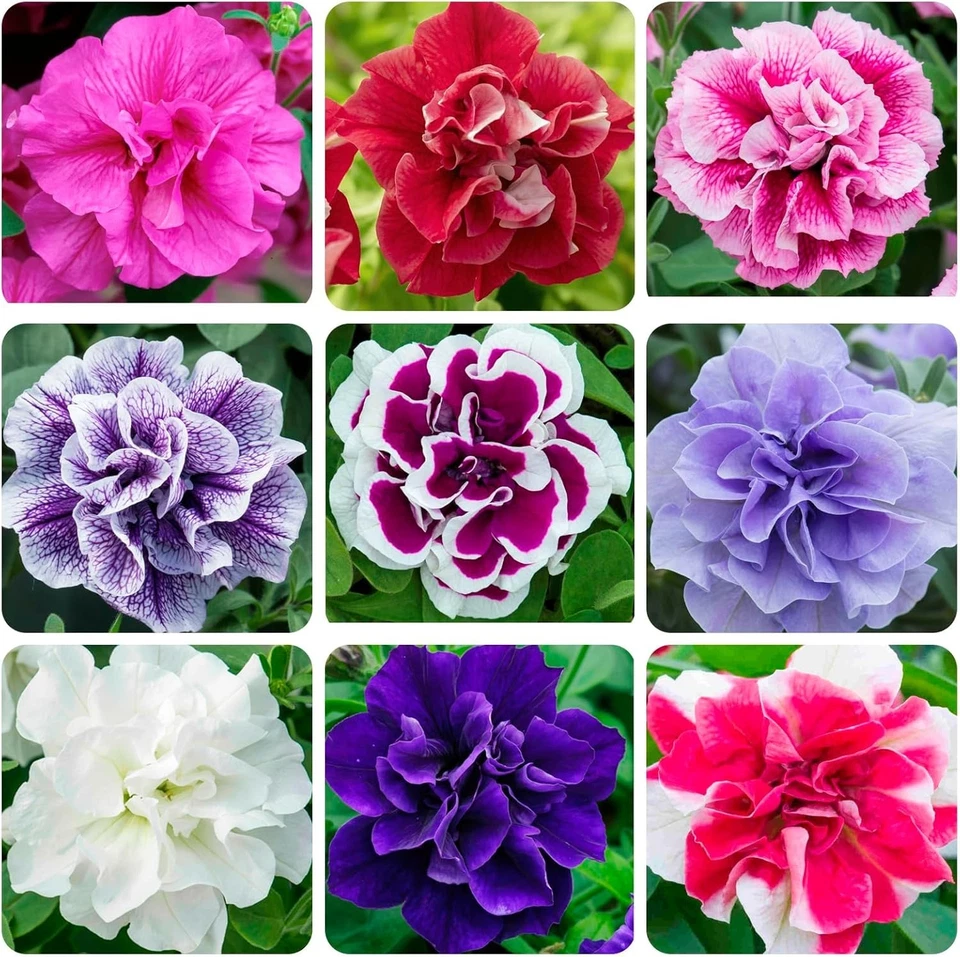 360+ ароматных многолетних семян петунии — цветок черного бархата двойного цветения 60 см - Изображение 3 из 4