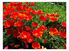 Red Chief Poppy Seeds - .2 Oz. Approximately 3,500 Seeds - California State F... 161.68 per gallon