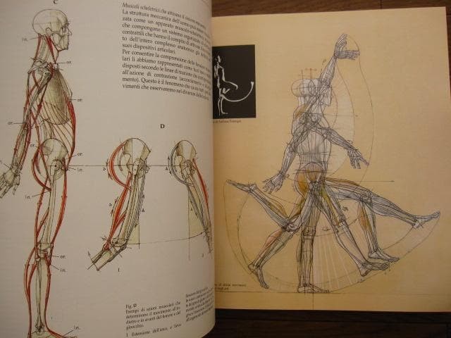 Struttura uomo in movimento Manuale di anatomia artistica