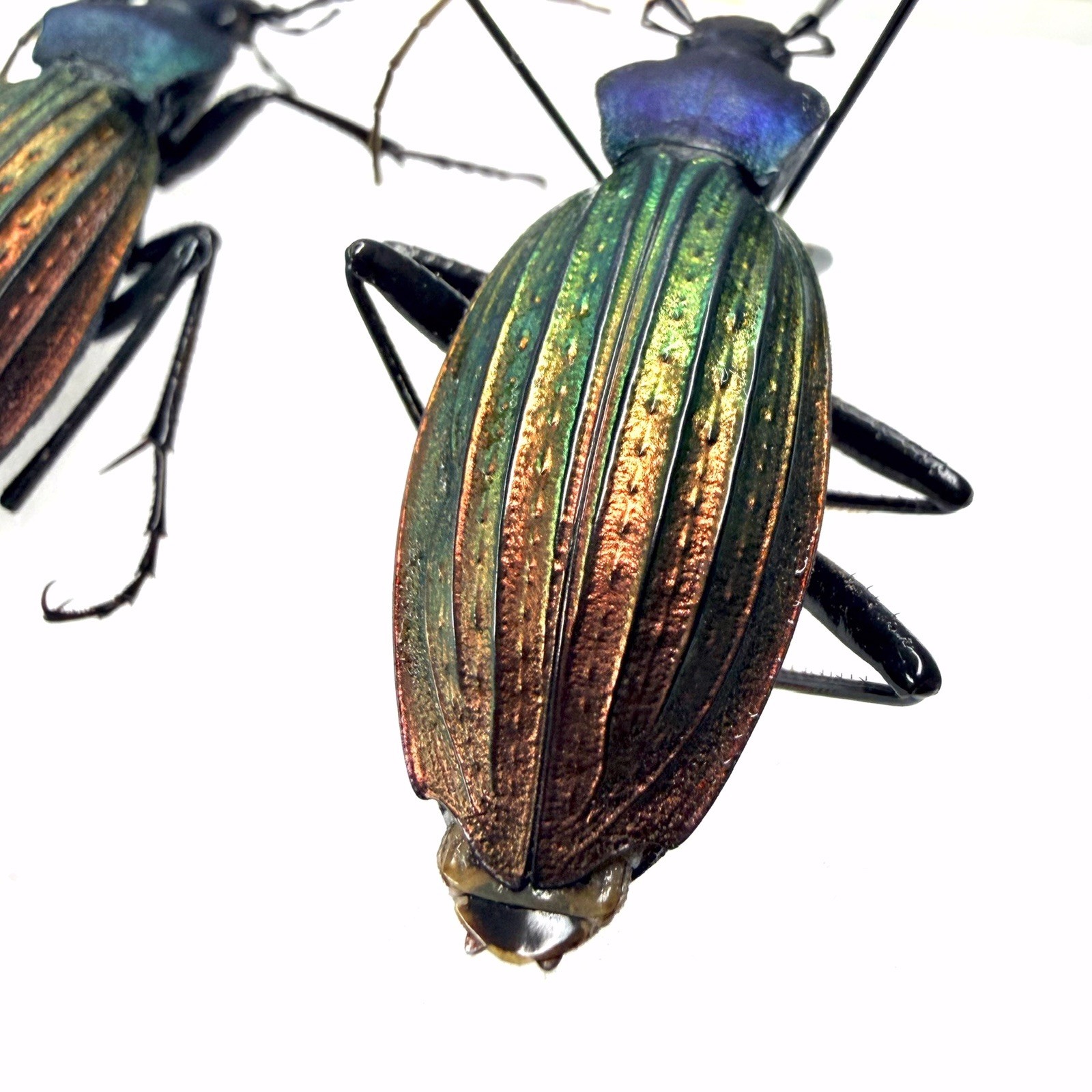 Dazzle Carabidae Specimen丨Carabus cantonensis×2 Two different color A2 Guangdong
