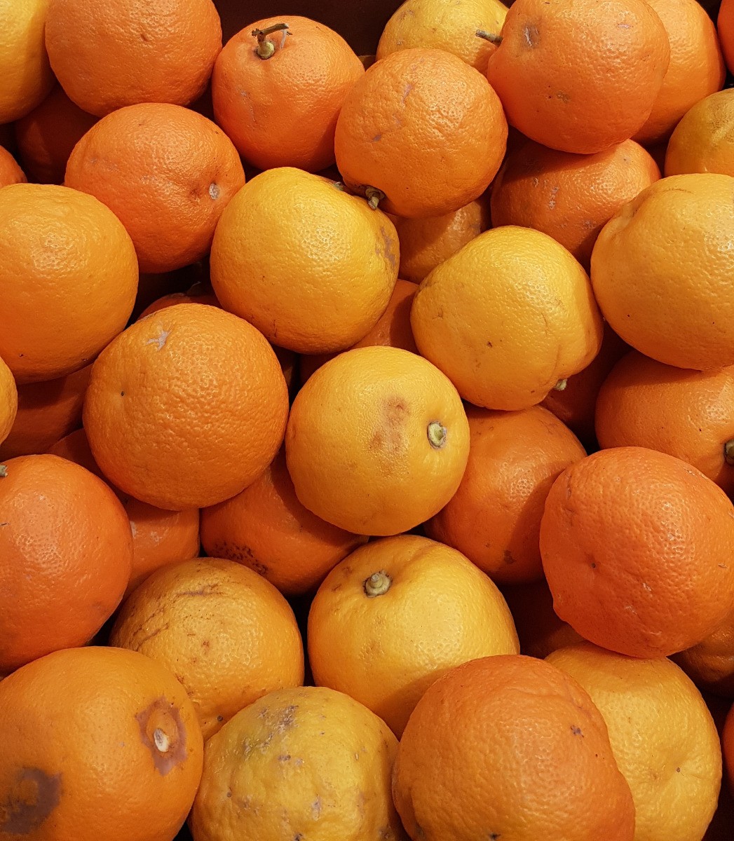 Citrus aurantium pour balcons froids solution agrume rustique greffé
