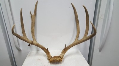 Nice typical 3x3 Colorado MULE DEER RACK antlers whitetail mount sheds taxidermy