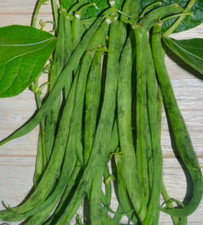 130 Graines - Haricot Nain Triomphe de Farcy à Fillet - Semences Paysanne - BIO