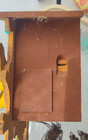Vintage Large Black Forest Style MUSICAL Cuckoo Clock — photo 5