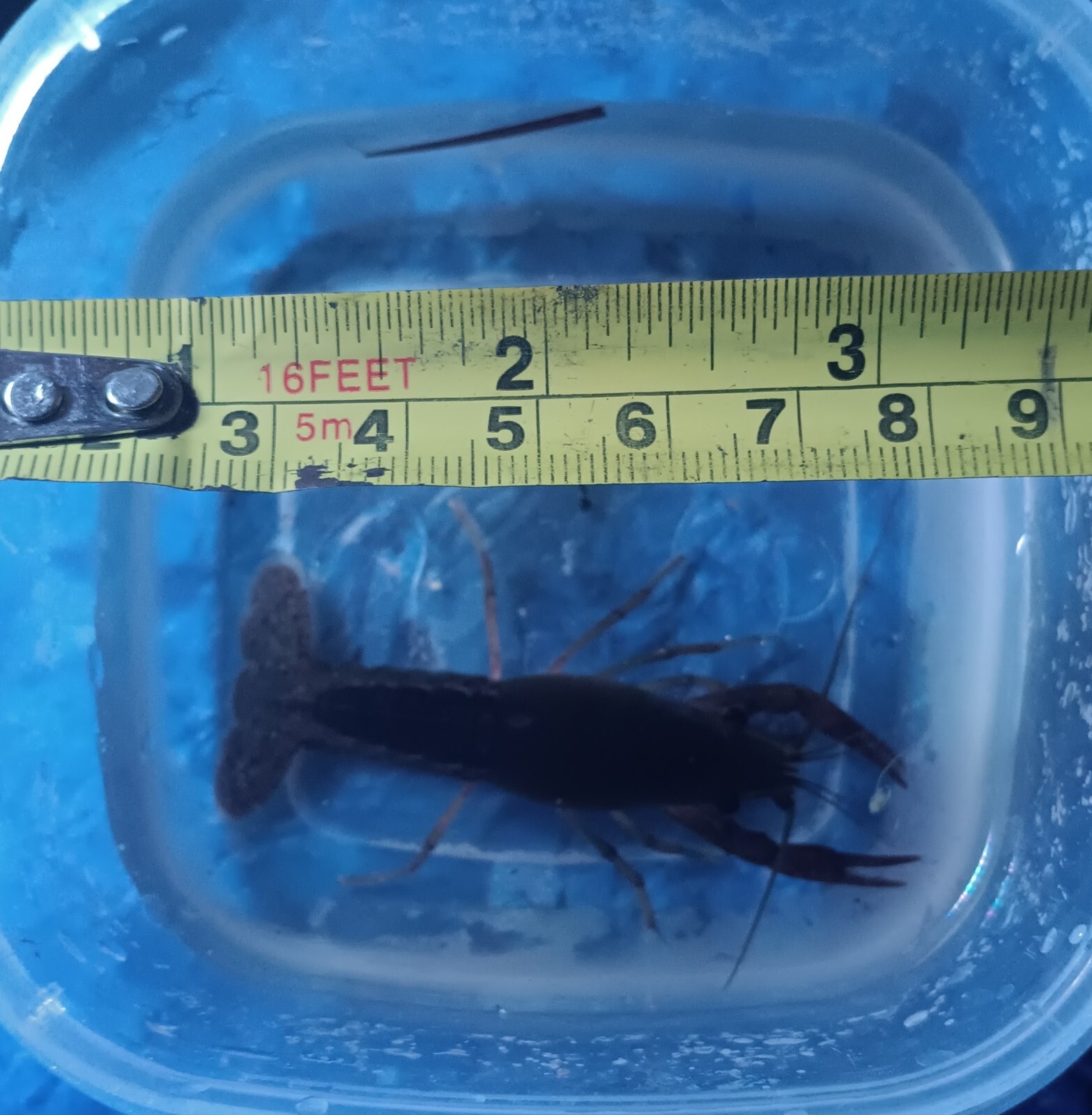random wild small crayfish live aquarium invertebrates live fish bait
