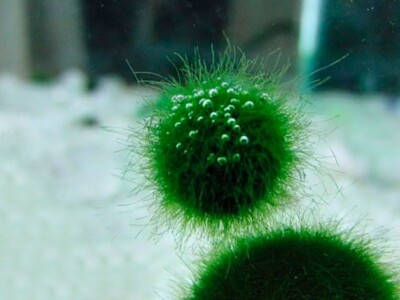 1.5 inch Marimo Moss Ball (Cladophora Live Aquarium Plant) Fish Tank plant
