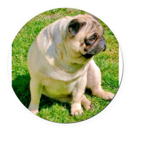 PUG ART DOG PET ANIMAL Large Charm Pendant on 925 Silver 22" Necklace women men