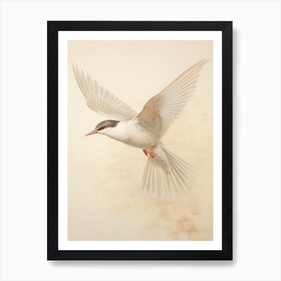 Vintage Vogel Zeichnung Gemeine Seeschwalbe 2 gerahmtes Wandbild Poster Leinwanddruck Bild