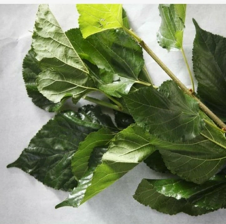 Hoja de morera té orgánico herbal suelto hoja seca 100% natural SIN TRANSGM casero gripe Foto 4 de 4