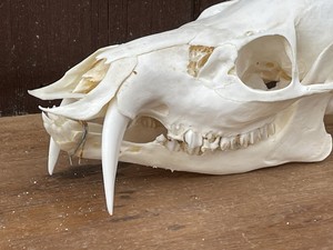 TAXIDERMY CHinese Water Deer Skull