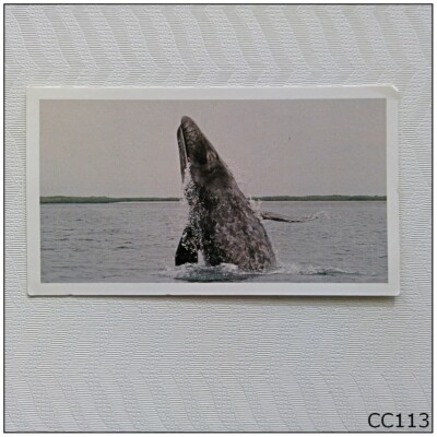 Grandee Wonders of Nature #27 Grey Whale Cigarette Card (C) (CC113)
