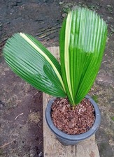 Licuala Grandis Palm  Ruffled Fan Palm  Tropical Ornamental Palm