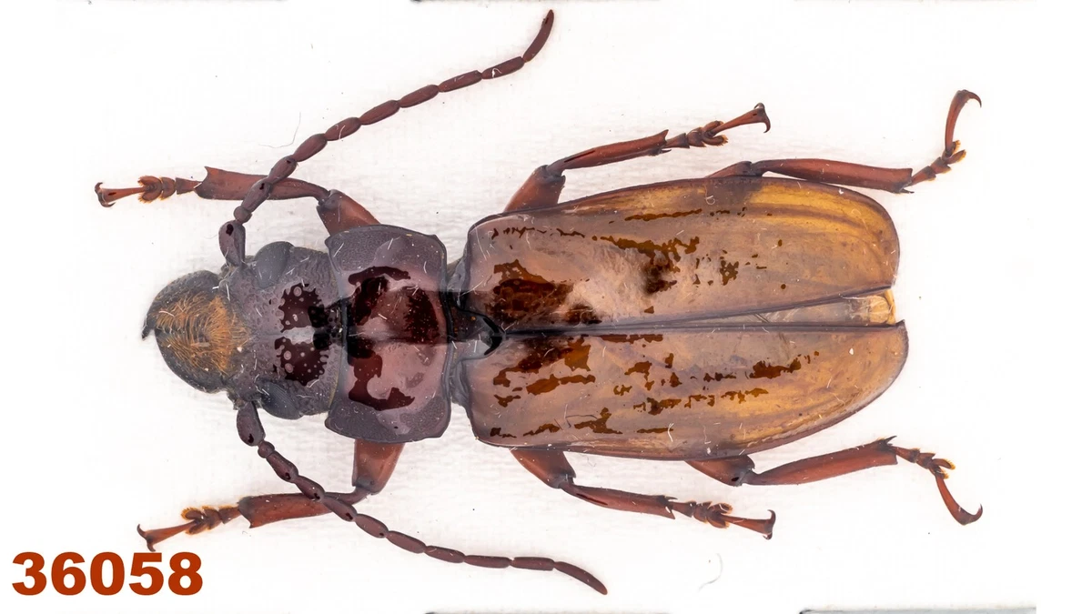 Cerambycidae Beetle for sale | eBay