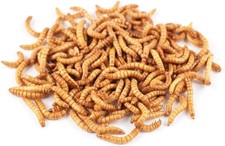 Mealworms - Small 1000 Count