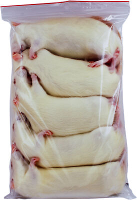 Ratte XXL 251-350g - 5 Stück - Frostfutter für Reptilien, Katzen ect.