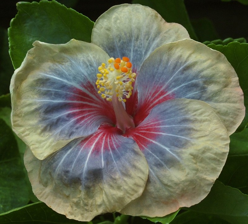 TAIWAN SILVER CASTLE Tropical Hibiscus -- Plant in 4.5" pot