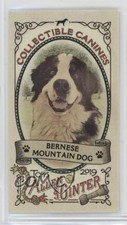 2019 Topps Allen & Ginter Collectable Canines Minis Bernese Mountain Dog 6e0