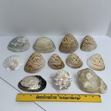 Vintage Lot Large Seashells Various Sizes Types From Collectors Estate Lot 2