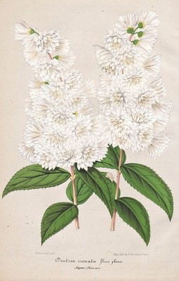 Deutzia Crenata Japan flower Blumen Botanik botany Stroobant Lemaire Lith 281439