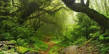 20x10ft Enchanted Forest Backdrop Large Vinyl Photography Background Jungle W...
