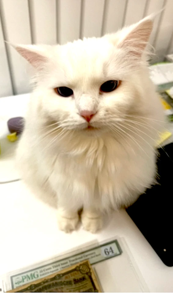 Франция 5 сантимов 1917 T «Не включено в список» чрезвычайный выпуск Первой мировой войны PMG 20 хорошее состояние - Изображение 4 из 4