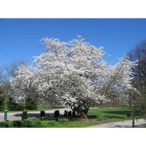 Yoshino Cherry Tree Seedlings - Cherry Prunus - 3-4 FT ...
