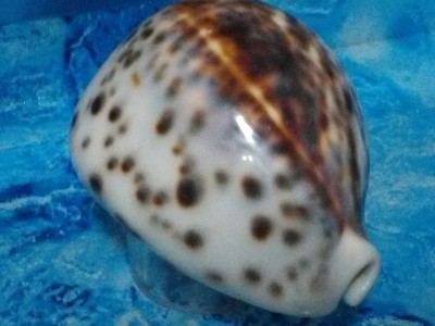 Cypraea Tigris Muschel groß 79 mm für Kuriositätenschrank Sammlung