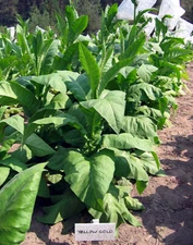 1000 Yellow Gold Tobacco Seeds ~ Heirloom Non-GMO Nicotiana Tabacum