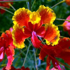 MEXICAN RED BIRD of PARADISE SEEDS (C. Pulcherrima) DWARF POINCIANA Flower Shrub