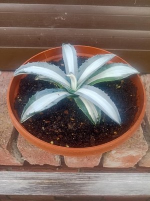 Agave Americana Mediopicta Alba klein