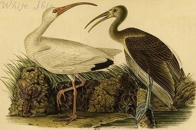 White Ibis John James Audubon Poster Print