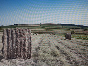organic hay for rabbits