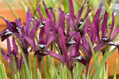 10x Iris Reticulata PAULINE Spring Flowering Bulbs Garden Dwarf Perennial Flower - Picture 2 of 8