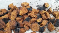 Chaga Mushroom Tea 500g Dry Fresh Best Quality Chunks