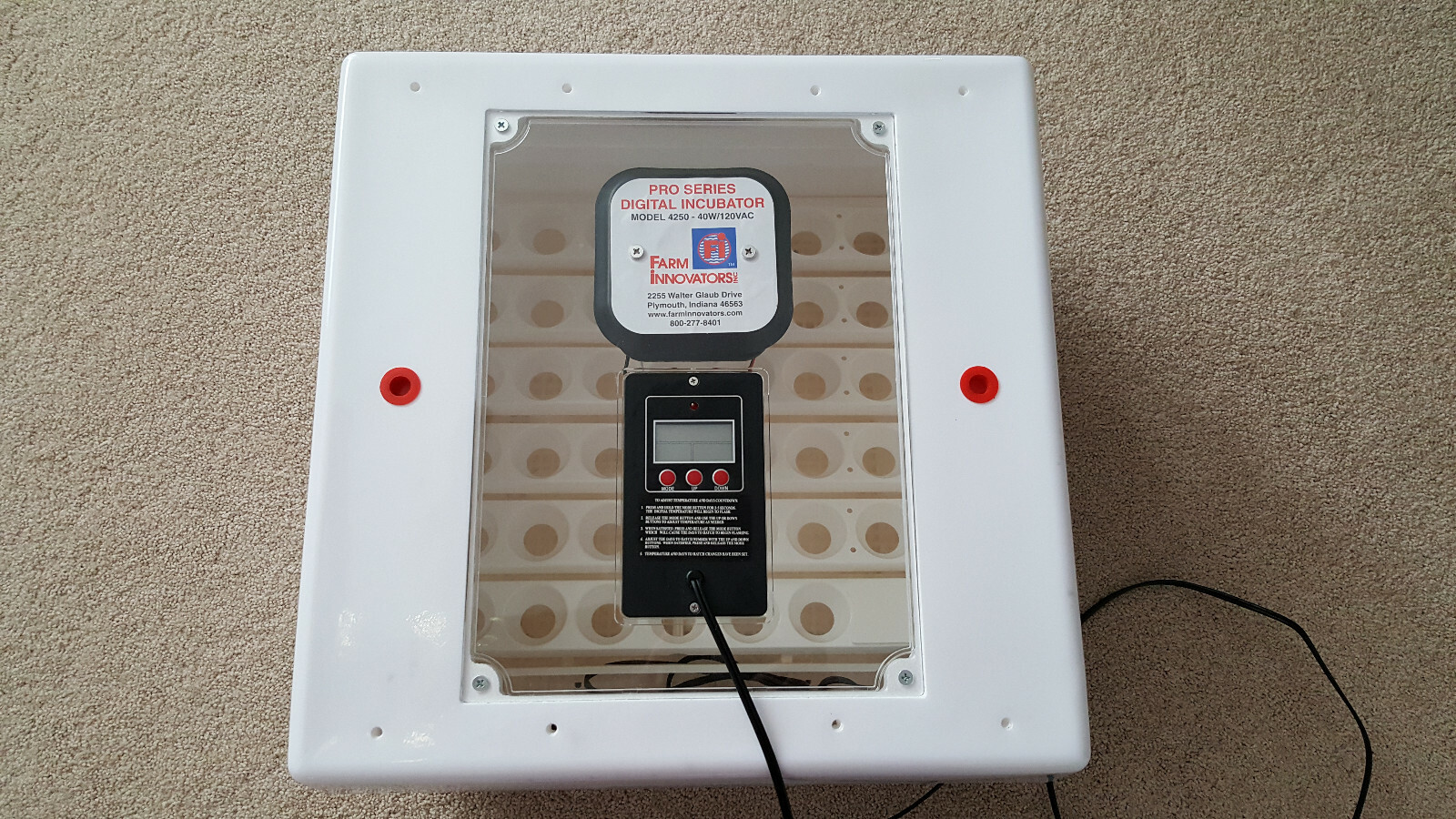 Hatching Goose Eggs for sale Only 4 left at 70