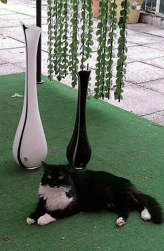 Particolari Vasi in vetro Murano Design nero bianco vase vintage h 63 e 48 cm - Picture 6 of 9