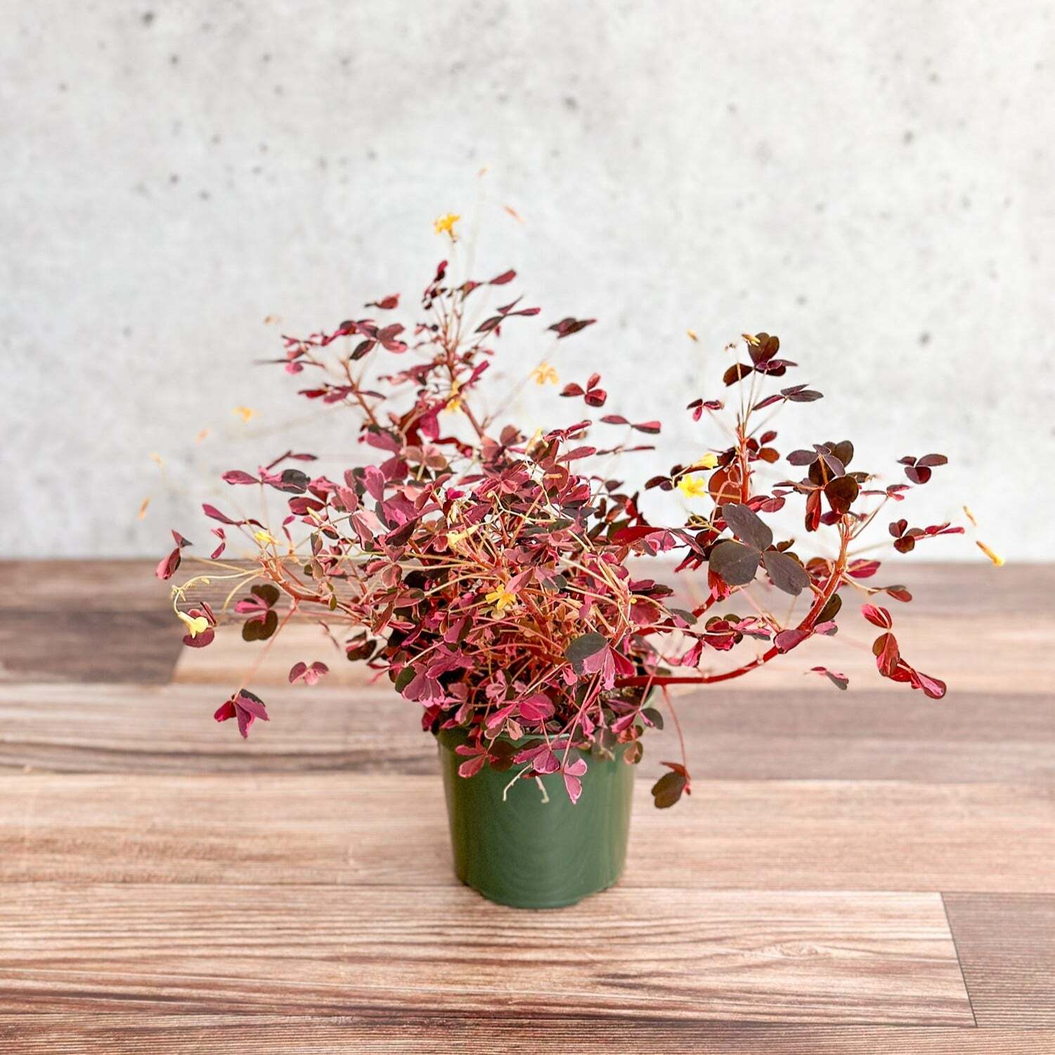 Oxalis bicolor Candy Cane Shamrock eBay