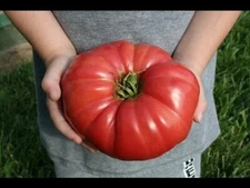 30 GIANT BELGIUM PINK TOMATO SEEDS ~ heirloomseedguy ~ 2026 ~ NON-GMO