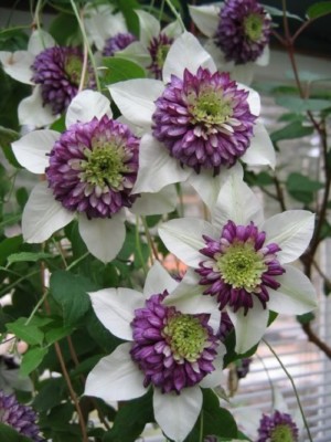 clematis出品 25 Purple Red Clematis Seeds Large Bloom Climbing Perennial