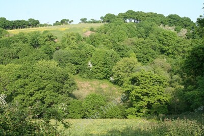 Photo 6x4 Holcombe Burnell: above Rughouse Bilsdon A steep and wooded val c2010