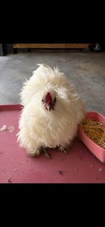 Chance of Frizzle Silkie Hatching 🥚 8 pack