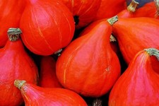10 Graines - Courge Potimarron Red Kuri - Semences Paysanne - BIO