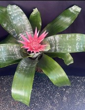 Bromeliad Aechmea fasciata. Mature Pup.