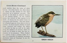 1931 Green Heron Bird Print Red Book Birds Of America Vintage Nature Art A7F