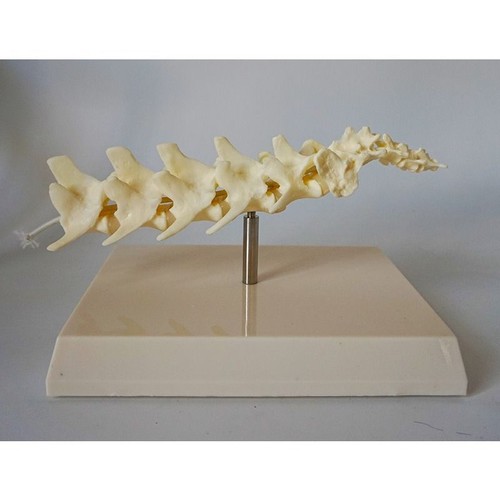 Canine Dog Skeleton Bone Spine Model Animal Anatomy Veterinary Teaching Base