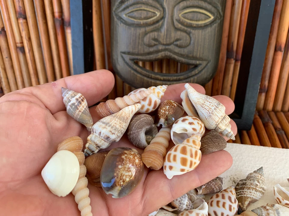 Assorted Mixed Seashells Sea Shells Best Price US Seller FREE Ship! - Image 2 of 4