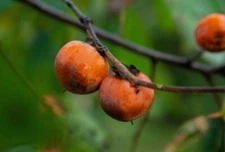 15 PERSIMMON TREE SEEDS Diospyros Virginiana SUGAR PLUM Fruit Wildlife 
