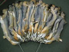 Tanned Grey Fox Hide Fur Coats Trapping Furs Wall Hanger New ID Tag Red