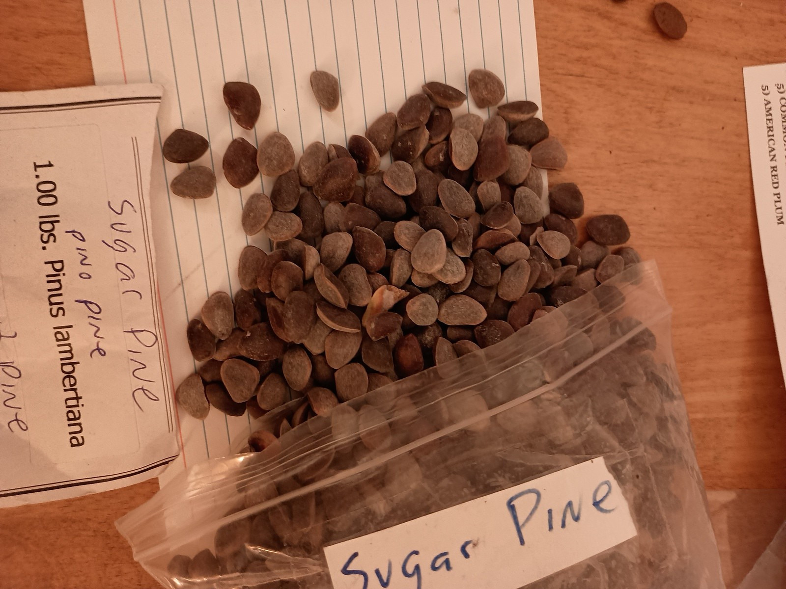 Sugar Pine Tree Seeds (PINUS LAMBERTIANA) (Giant Pine)